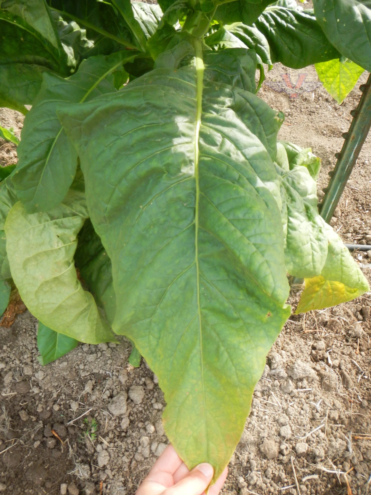 Harrison Pryor Tobacco