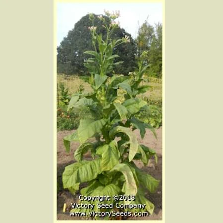 Hickory Pryor Tobacco - Image 4