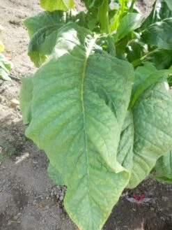 Jamaica Wrapper Tobacco