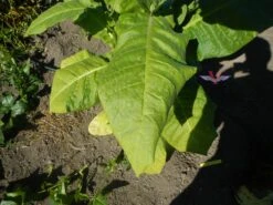 Jorge Grande Tobacco