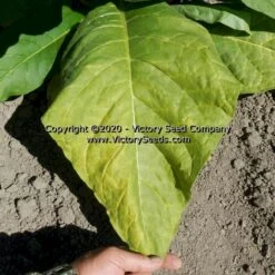 Judy's Pride Tobacco