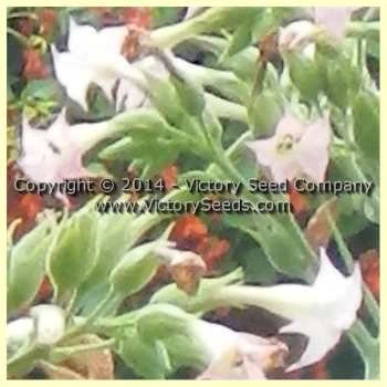 Keller Tobacco - Image 3