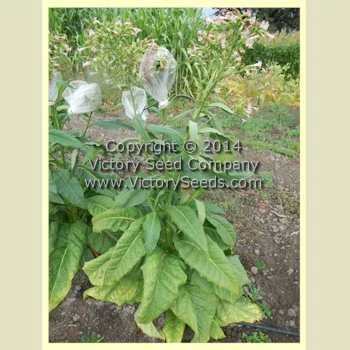 Keller Tobacco - Image 2