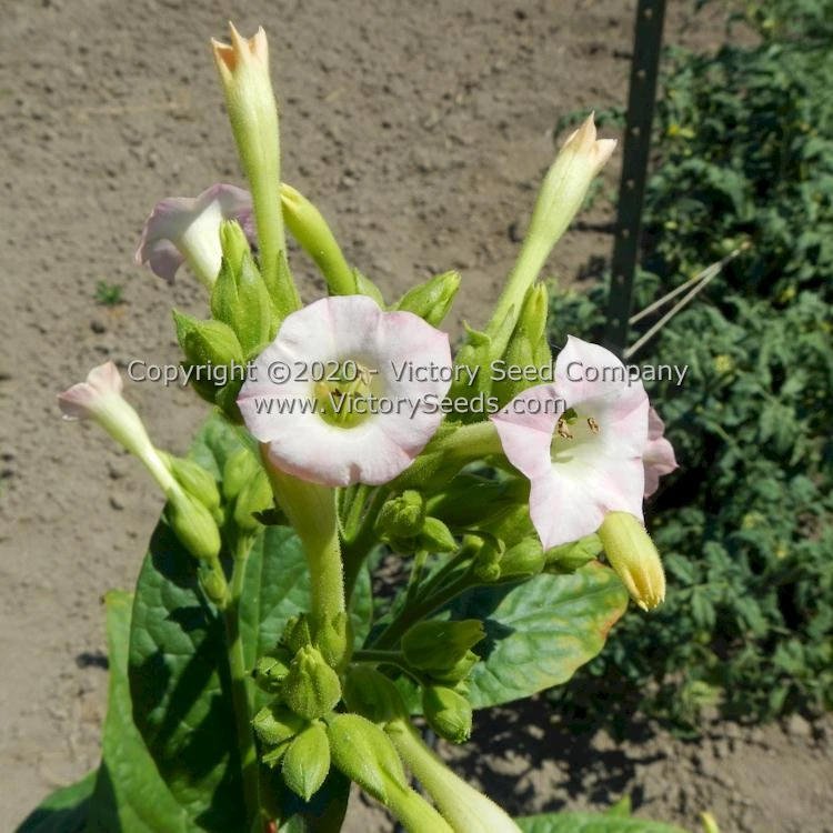 KY Black Tobacco - Image 3