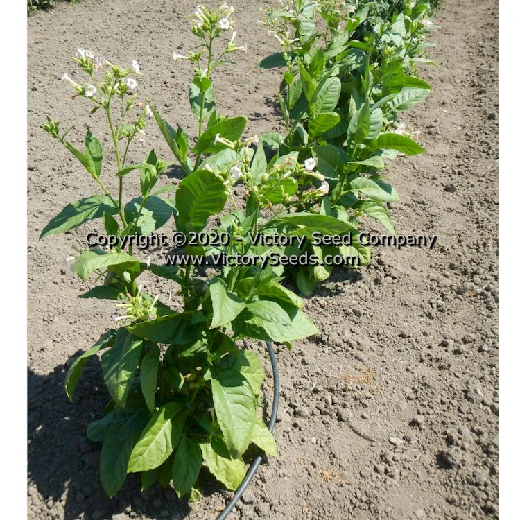 KY Black Tobacco - Image 2