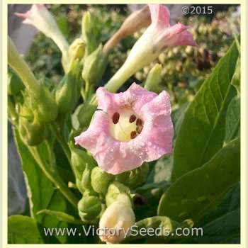 Lancaster Seed Leaf Tobacco - Image 3