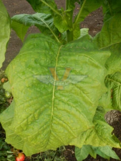 Lemon Bright Tobacco