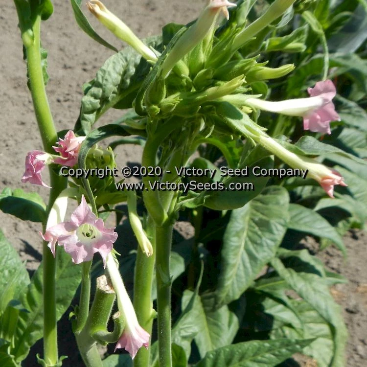 Little Sweet Orinoco Tobacco - Image 3