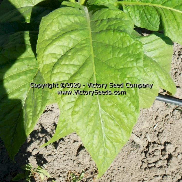 Little Sweet Orinoco Tobacco