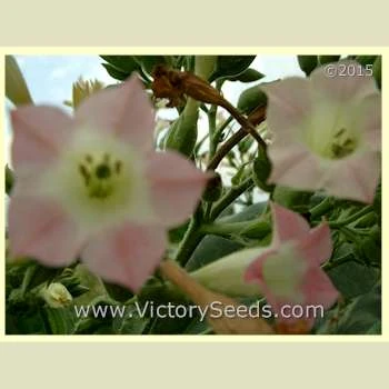 Little Yellow Tobacco - Image 3