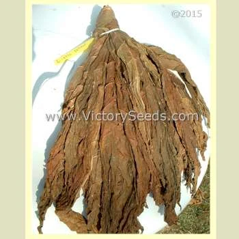 Little Yellow Tobacco - Image 4
