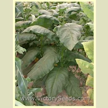 Little Yellow Tobacco - Image 2