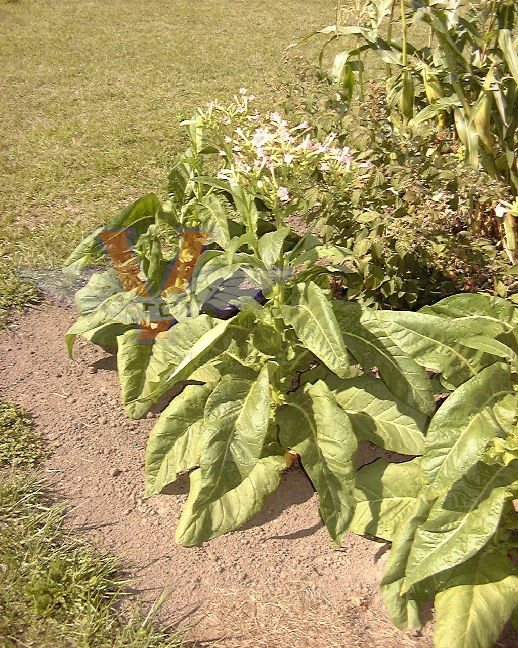Little Dutch Tobacco