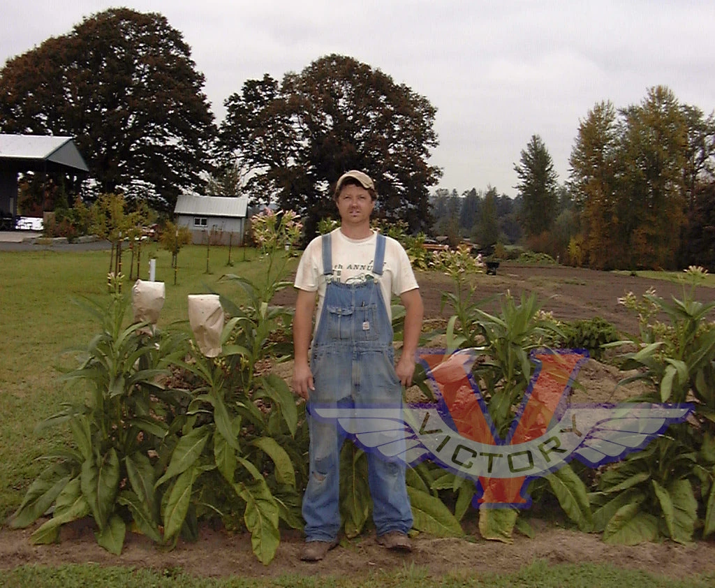 Little Dutch Tobacco - Image 4