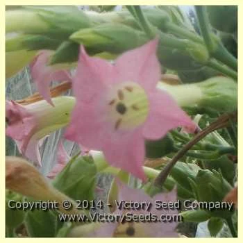 Lizard Tail Orinoco Tobacco - Image 3