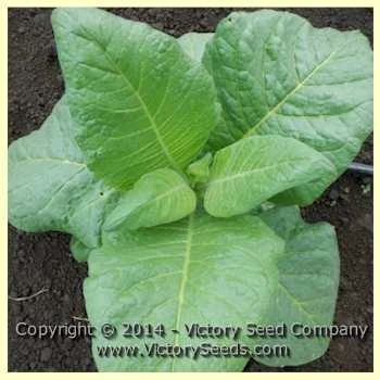 Lizard Tail Orinoco Tobacco - Image 4