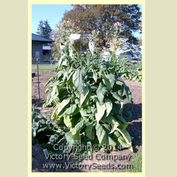 Lizard Tail Orinoco Tobacco - Image 2