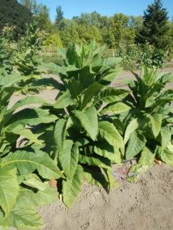 Maryland Mammoth Tobacco