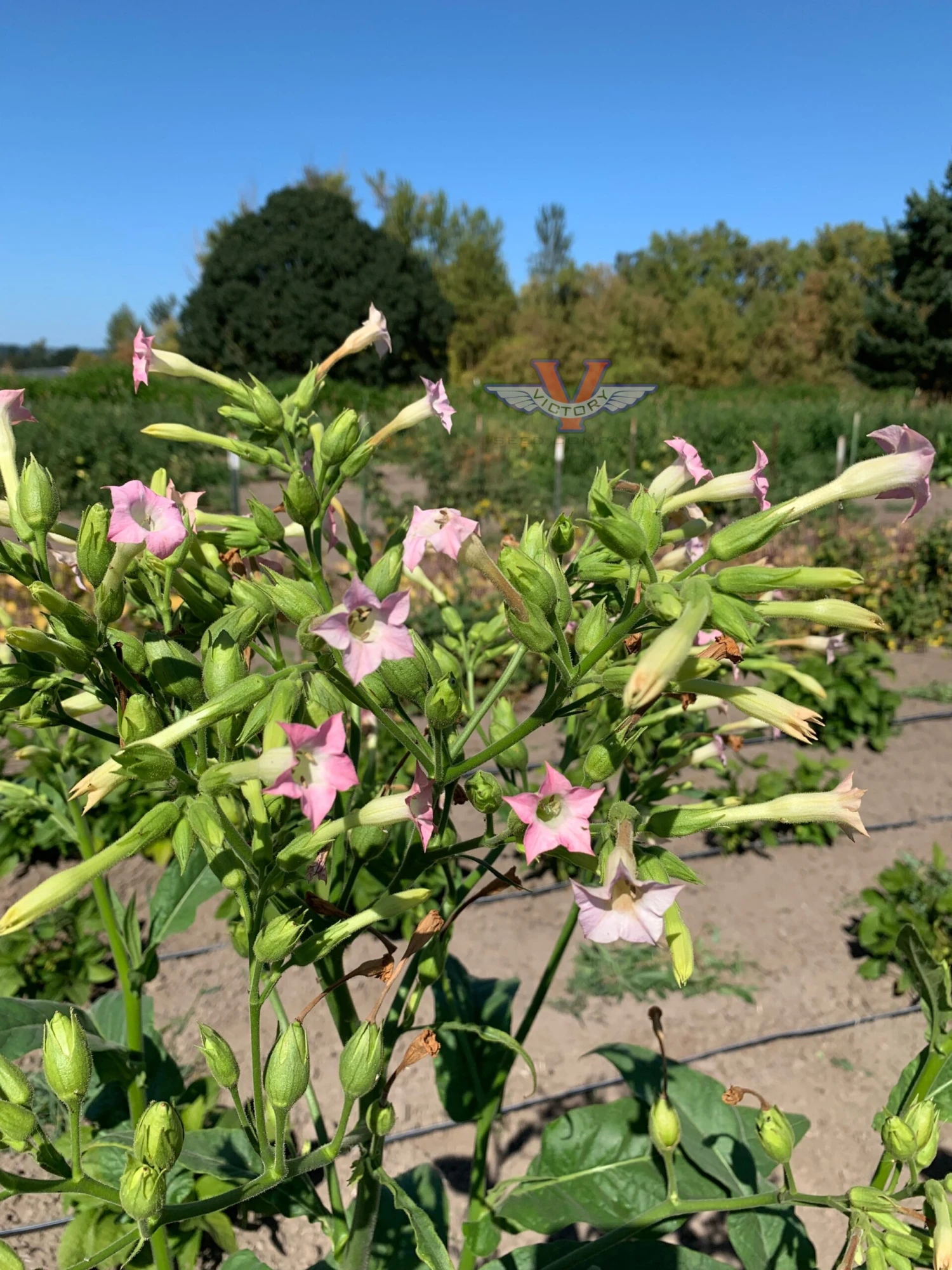 Mississippi Heirloom Tobacco - Image 4
