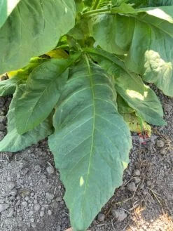 Mississippi Heirloom Tobacco