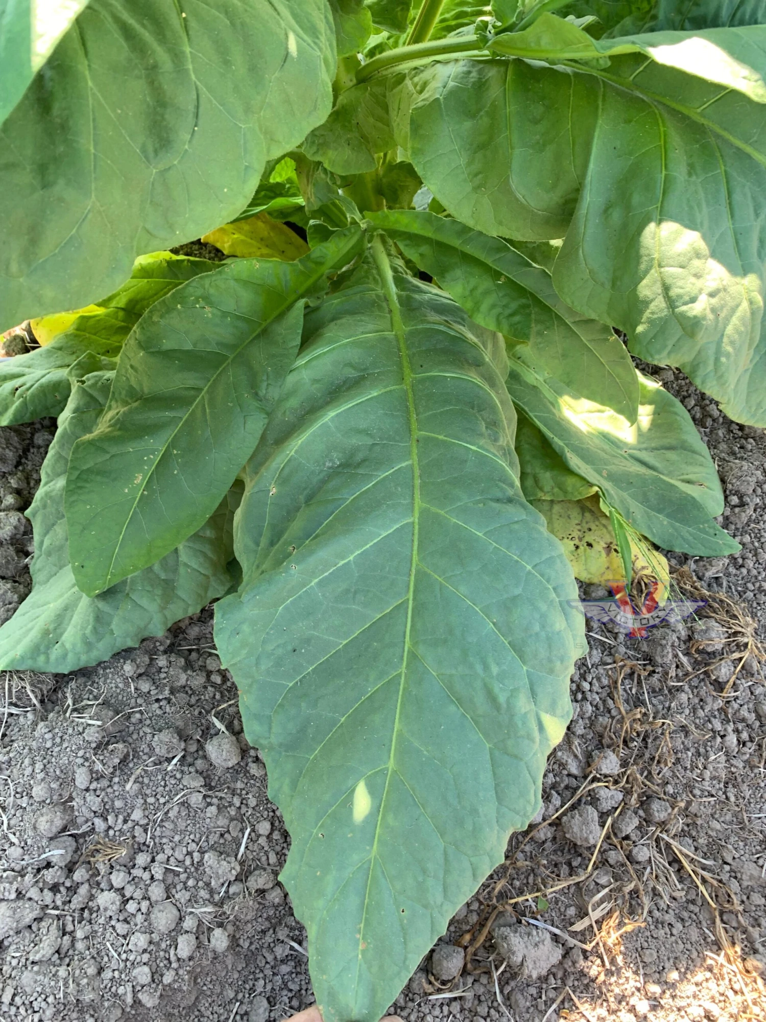 Mississippi Heirloom Tobacco
