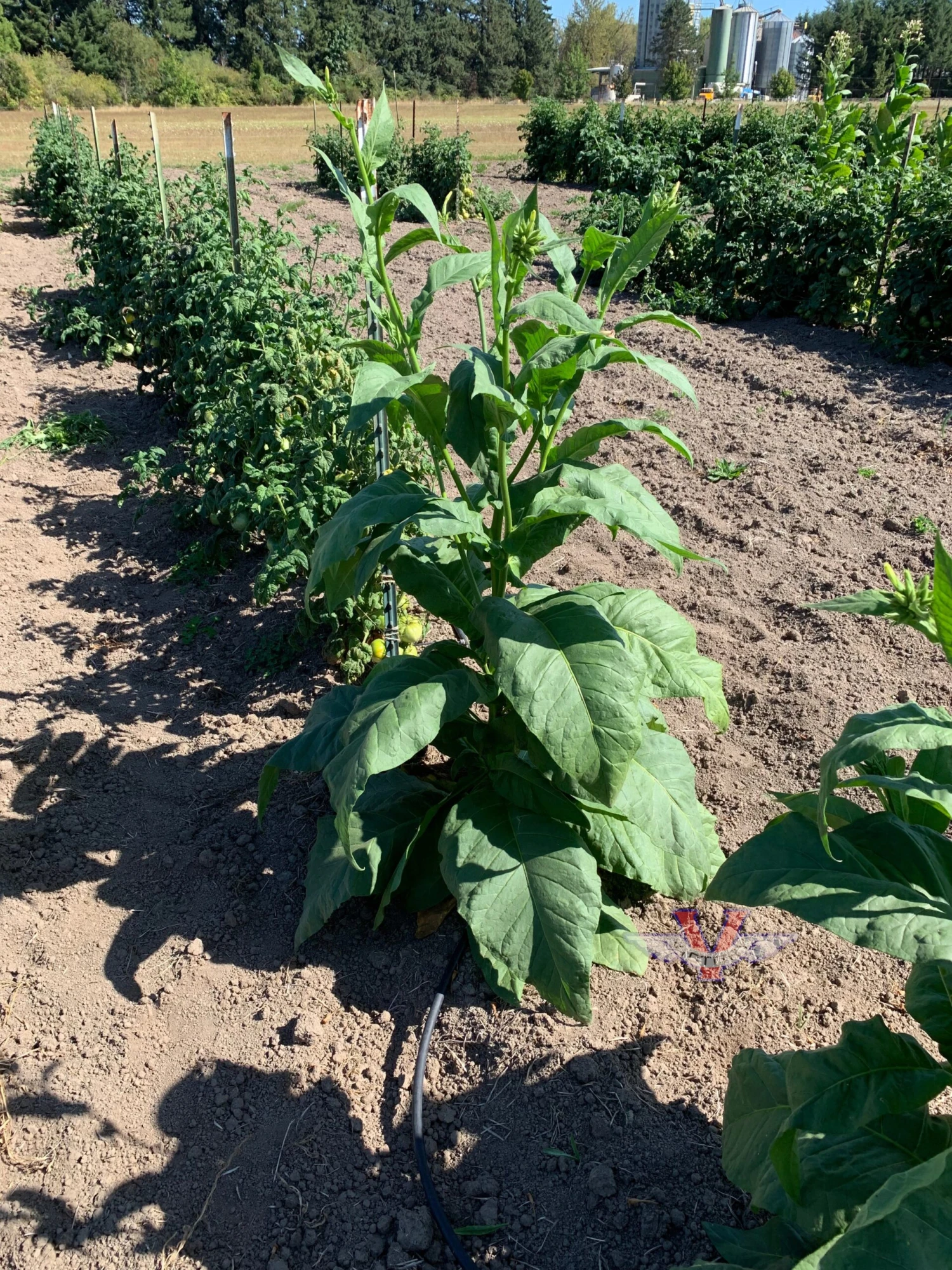 Mississippi Heirloom Tobacco - Image 3
