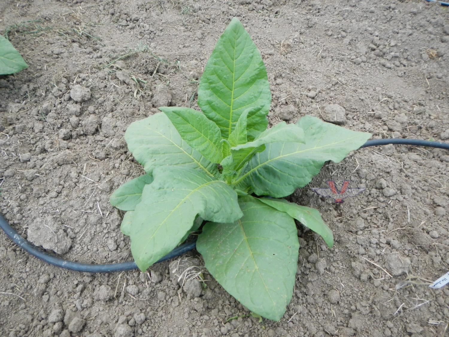 Mississippi Heirloom Tobacco - Image 2