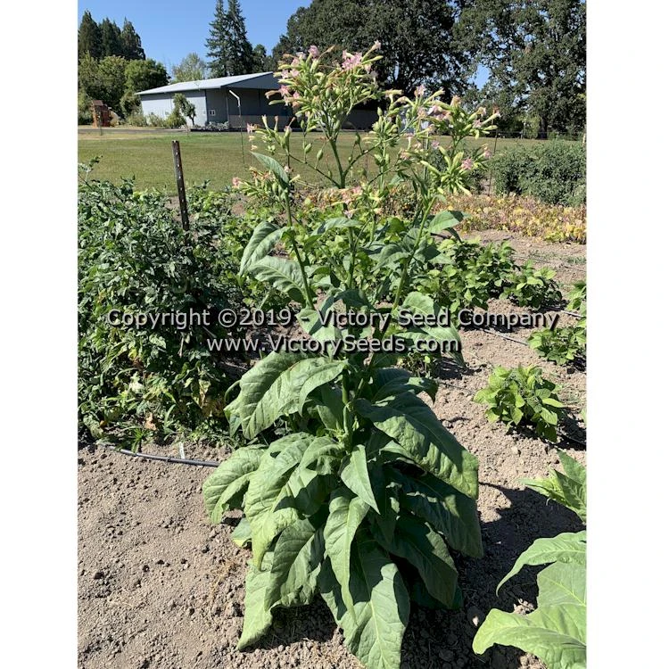 Mississippi Heirloom Tobacco - Image 5