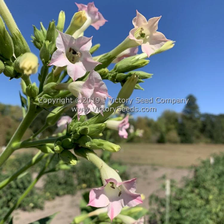 Moonlight Tobacco - Image 3