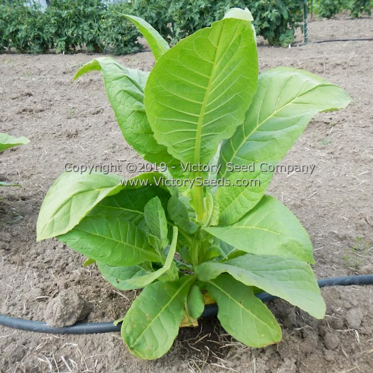 Moonlight Tobacco - Image 6