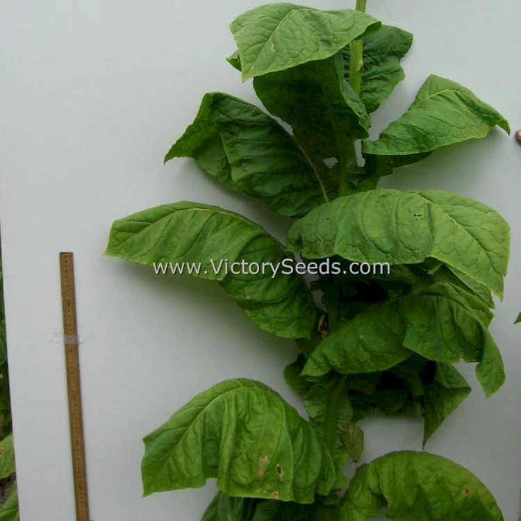 Moonlight Tobacco - Image 4