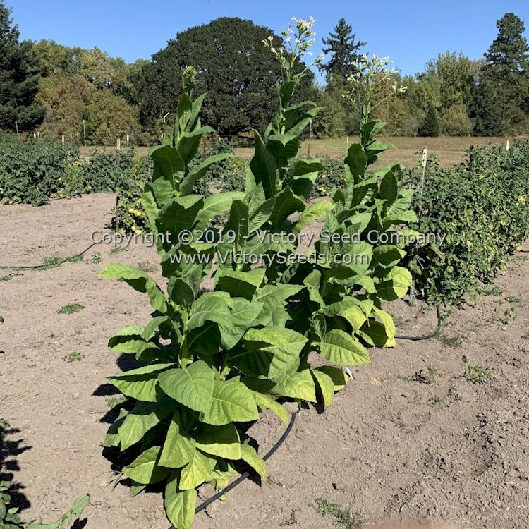 Moonlight Tobacco - Image 2