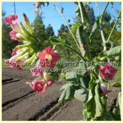 Mountain Pima Tobacco