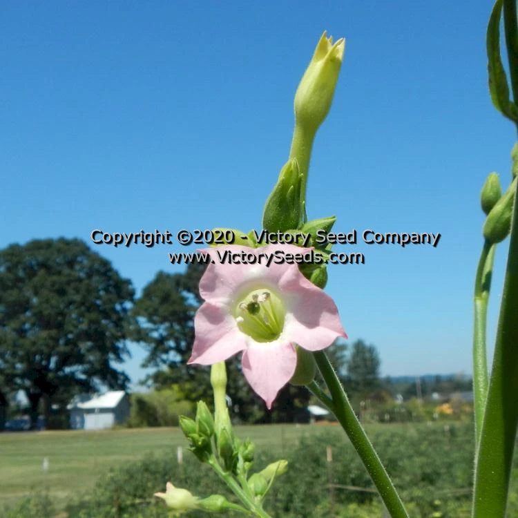 Olor Tobacco - Image 3