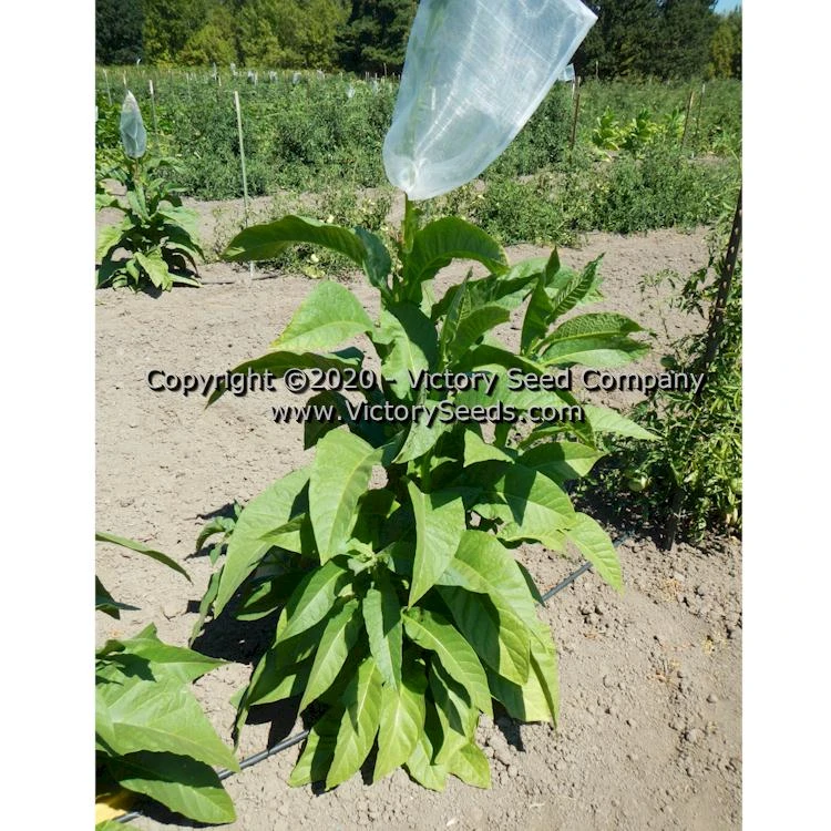 Olor Tobacco - Image 2