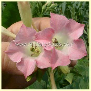 Paris Wrapper Tobacco - Image 3