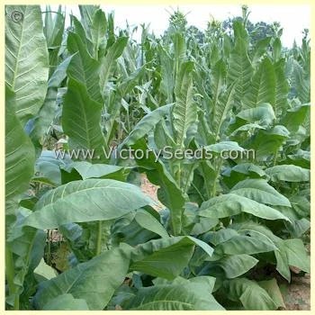 Paris Wrapper Tobacco - Image 2