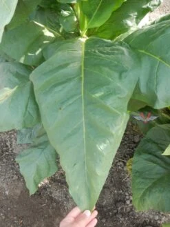 Pennsylvania Broadleaf Tobacco