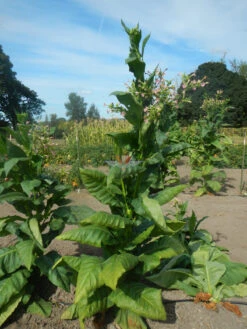 Pennsylvania Red Tobacco