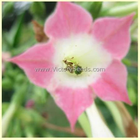 Pinkney Arthur Tobacco - Image 4