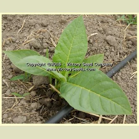 Pinkney Arthur Tobacco - Image 5