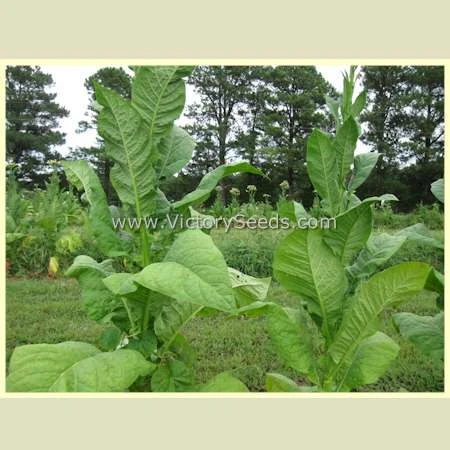 Pinkney Arthur Tobacco - Image 3