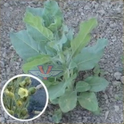 Wild / Sacred Rustica Tobacco (Aztec)