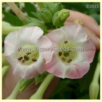 Shirazi Tobacco - Image 3