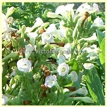 Shirazi Tobacco - Image 4