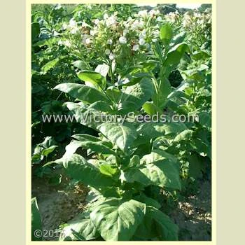 Shirazi Tobacco - Image 2
