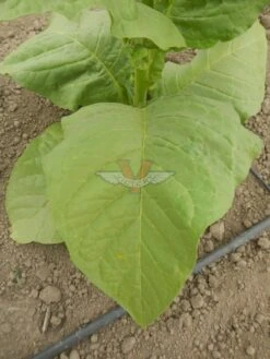 Silk Leaf Tobacco