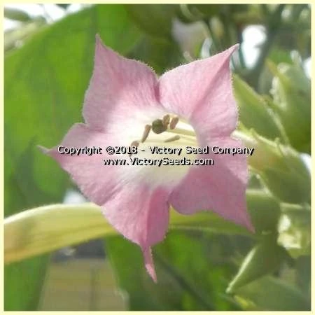 Silver Dollar Tobacco - Image 3