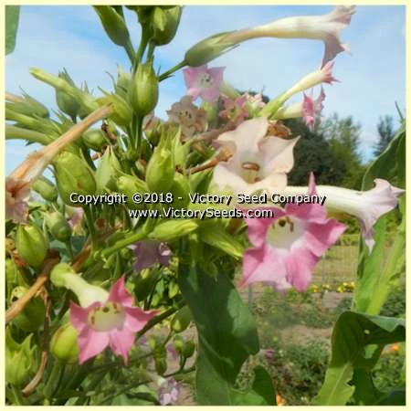 Silver Dollar Tobacco - Image 4