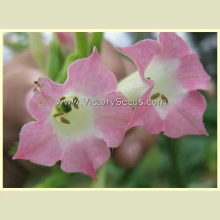 Silver Dollar Tobacco - Image 6